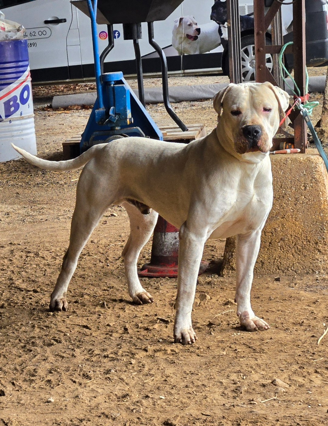 Verdi De La Notte Di Cane