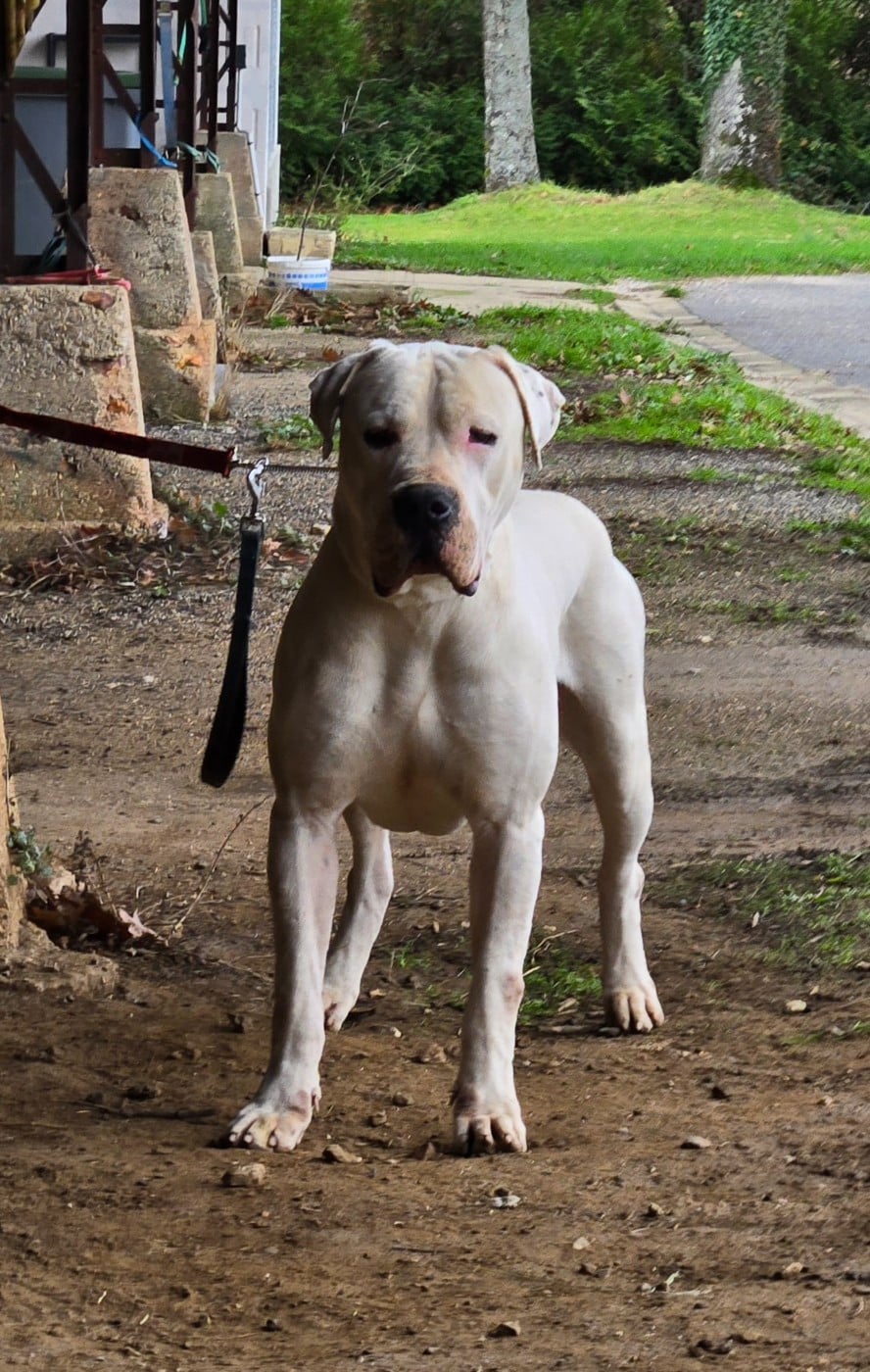 Verdi De La Notte Di Cane