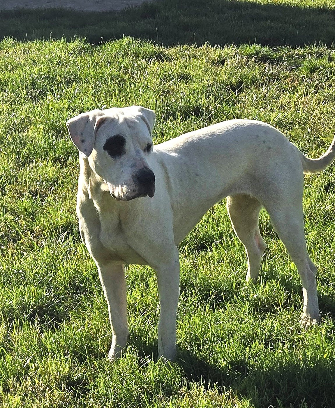 Altaya De La Notte Di Cane