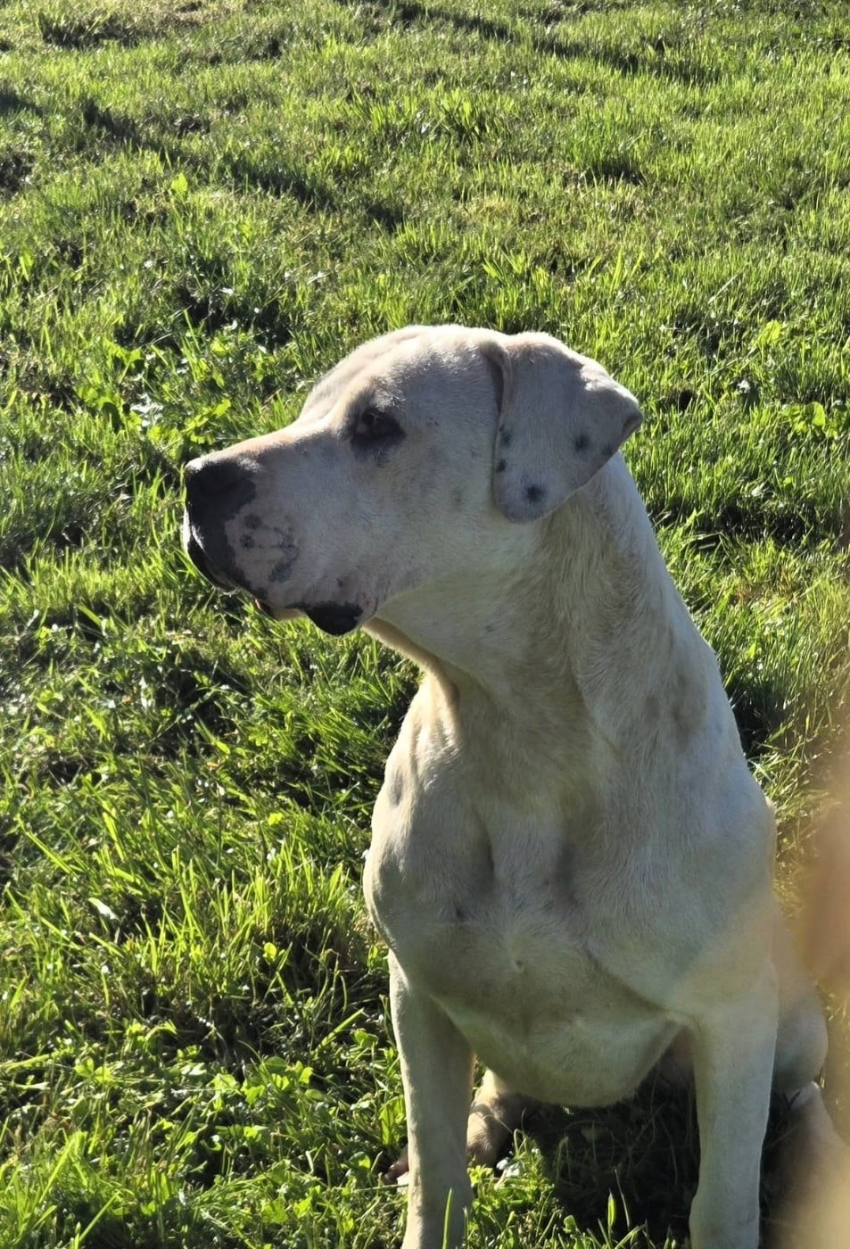 Altaya De La Notte Di Cane