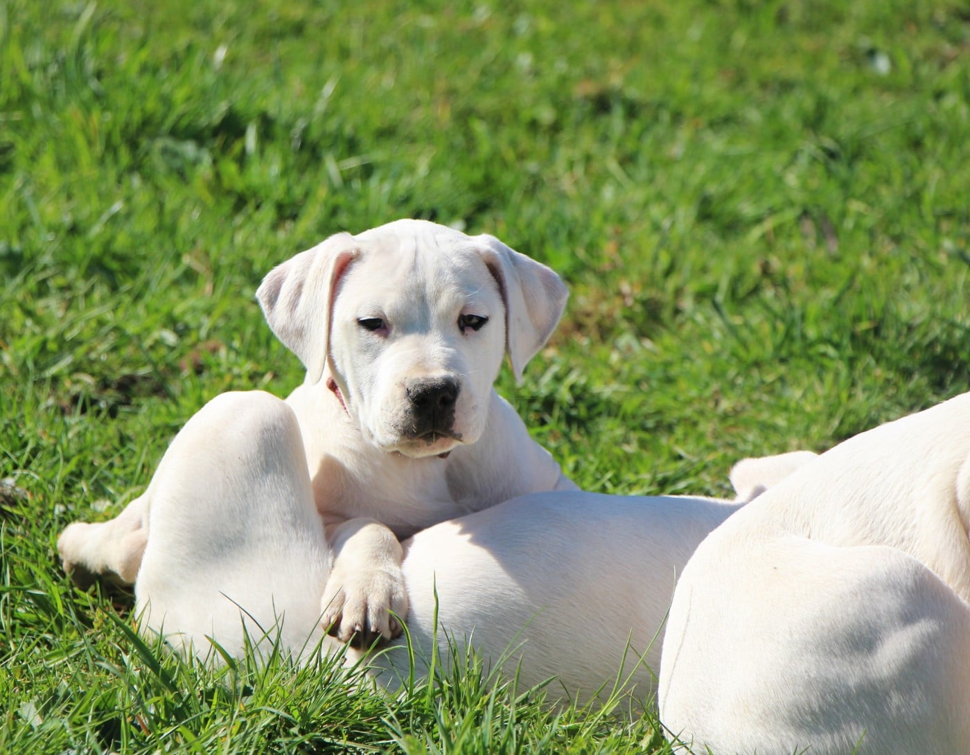 Publication : De La Notte Di Cane