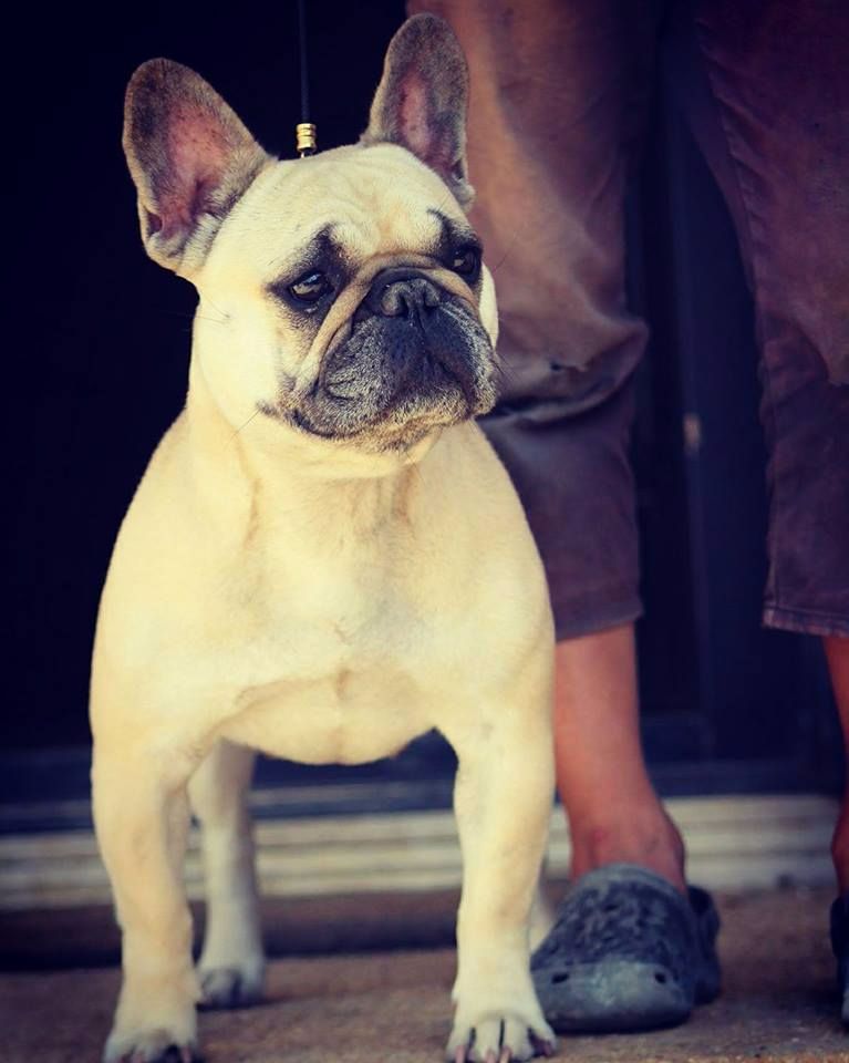 Hathena Sweeties Doggies