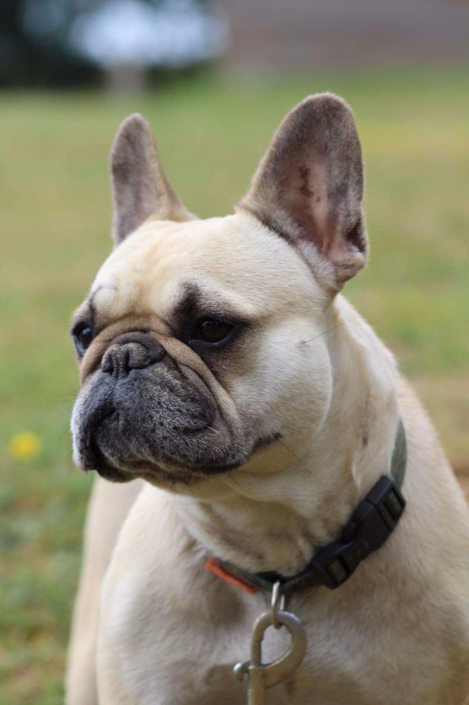 Hathena Sweeties Doggies