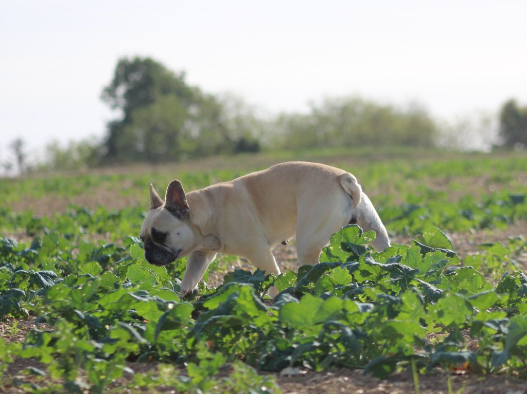 Hathena Sweeties Doggies