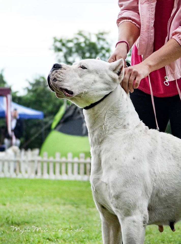 Publication : De La Notte Di Cane