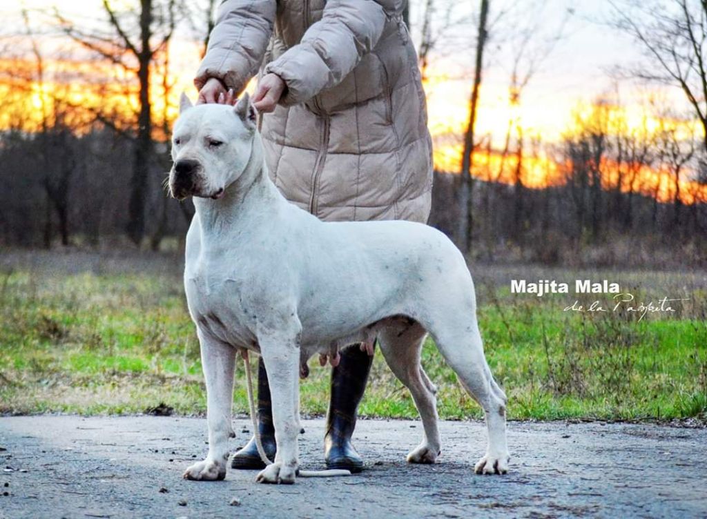 Publication : De La Notte Di Cane