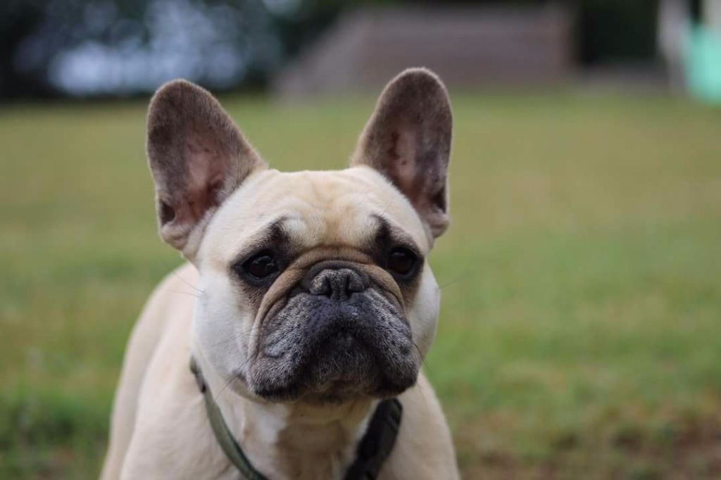 Hathena Sweeties Doggies