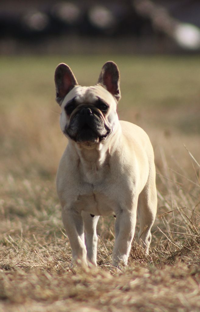 Hathena Sweeties Doggies