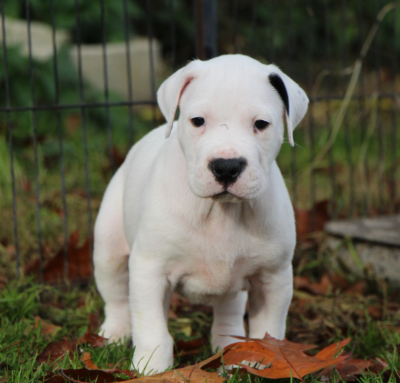 Collier Rose et Blanc