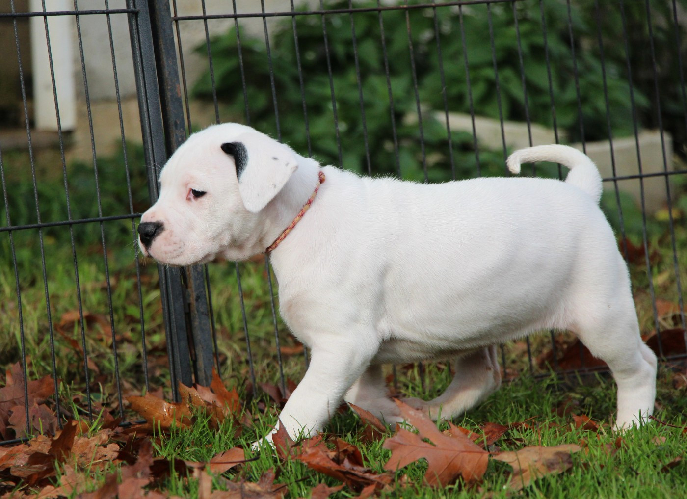 Collier Rose et Blanc