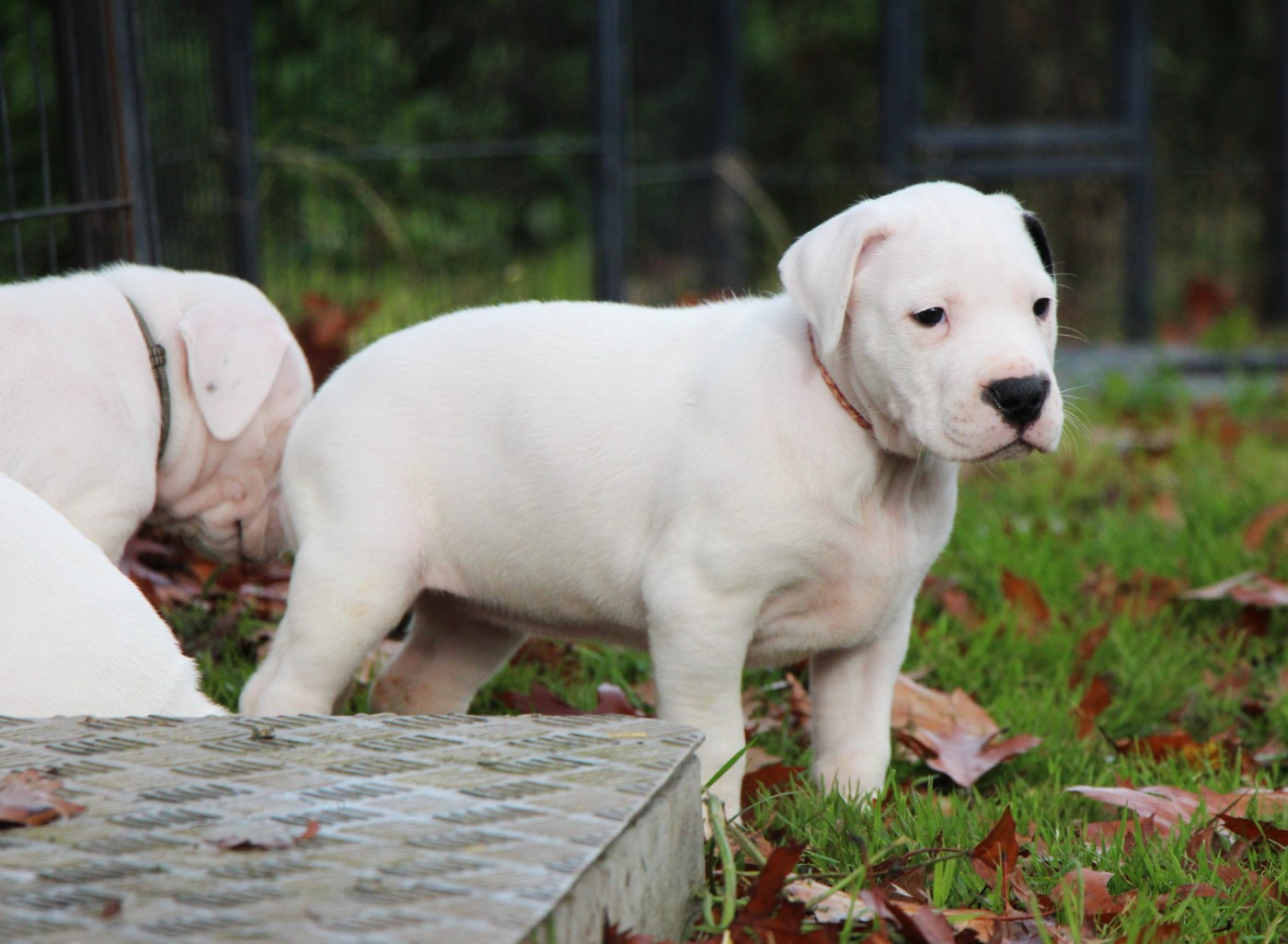 Collier Rose et Blanc