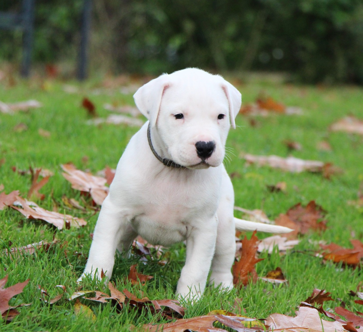Collier Noir et Blanc