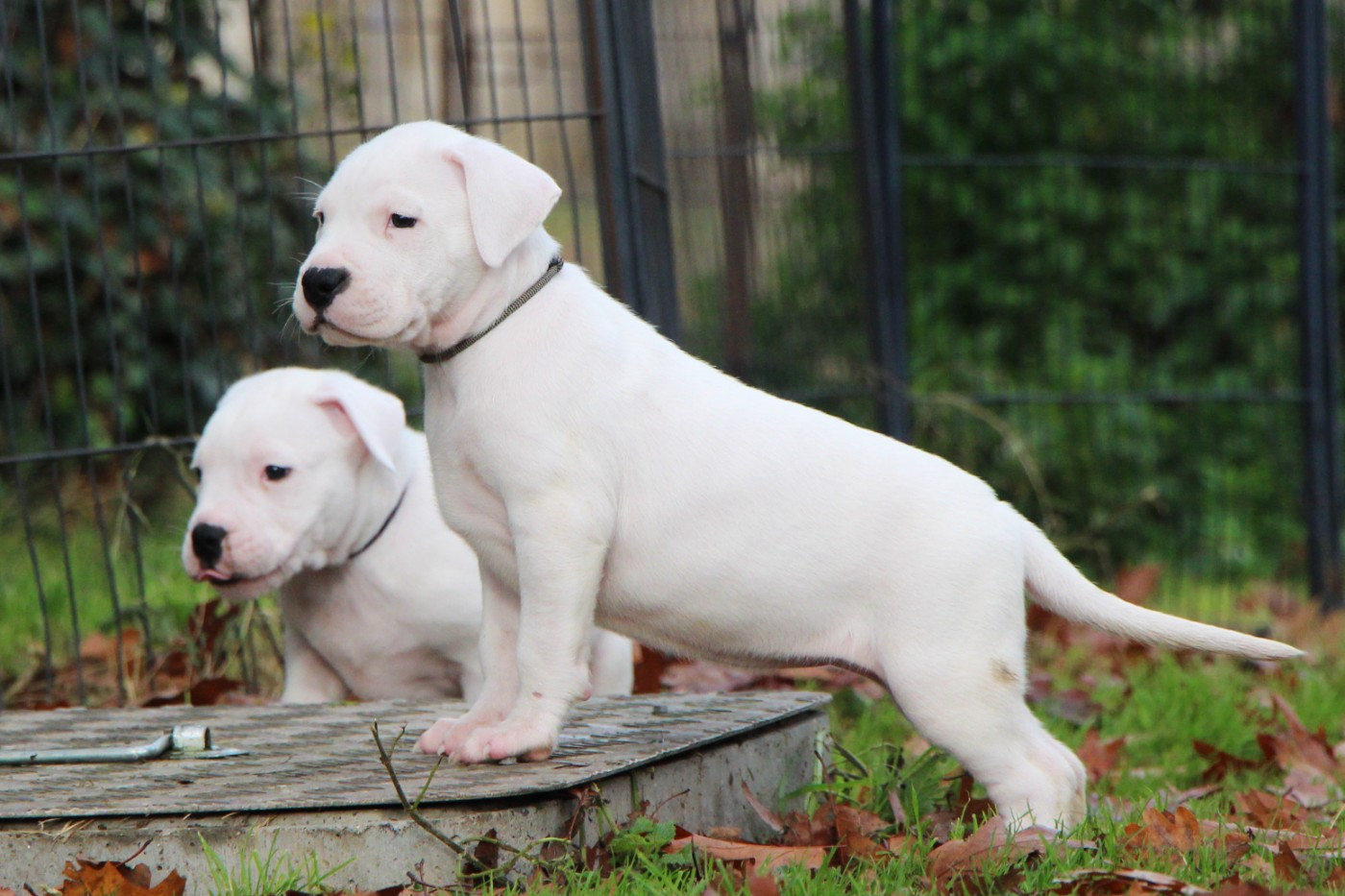 Collier Noir et Blanc