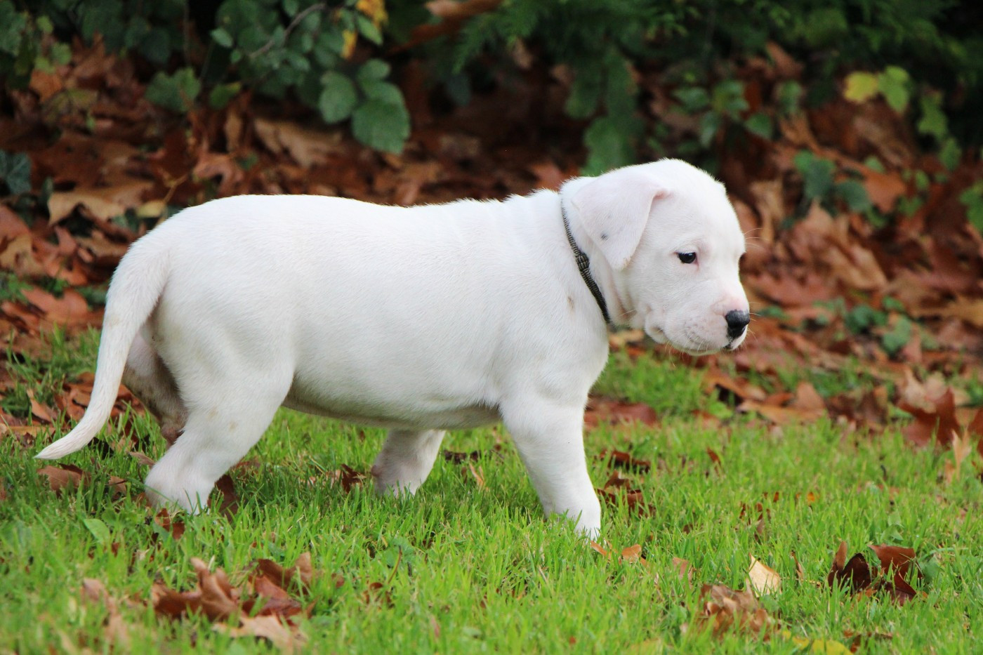 Collier Noir et Blanc