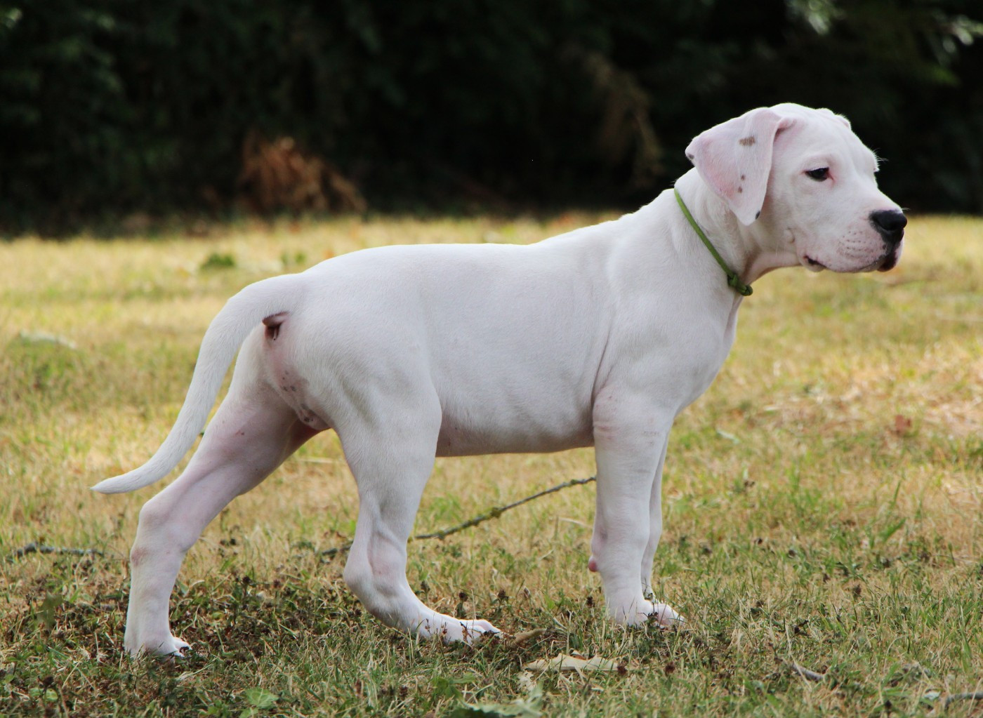 BONGO : Collier Vert