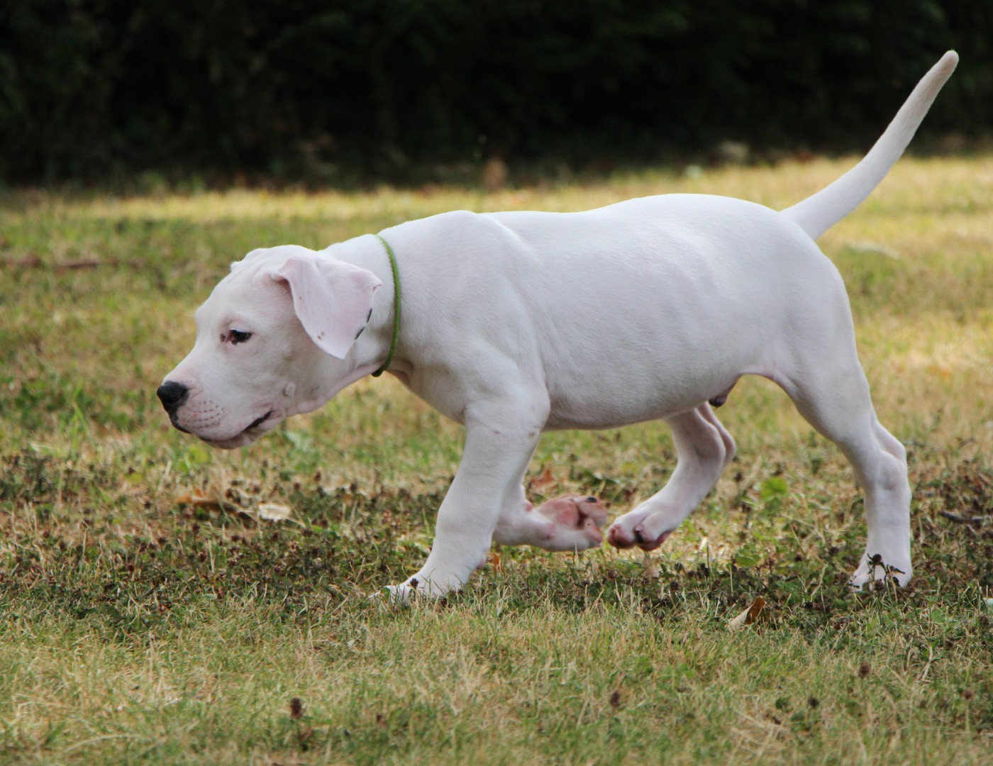 BONGO : Collier Vert