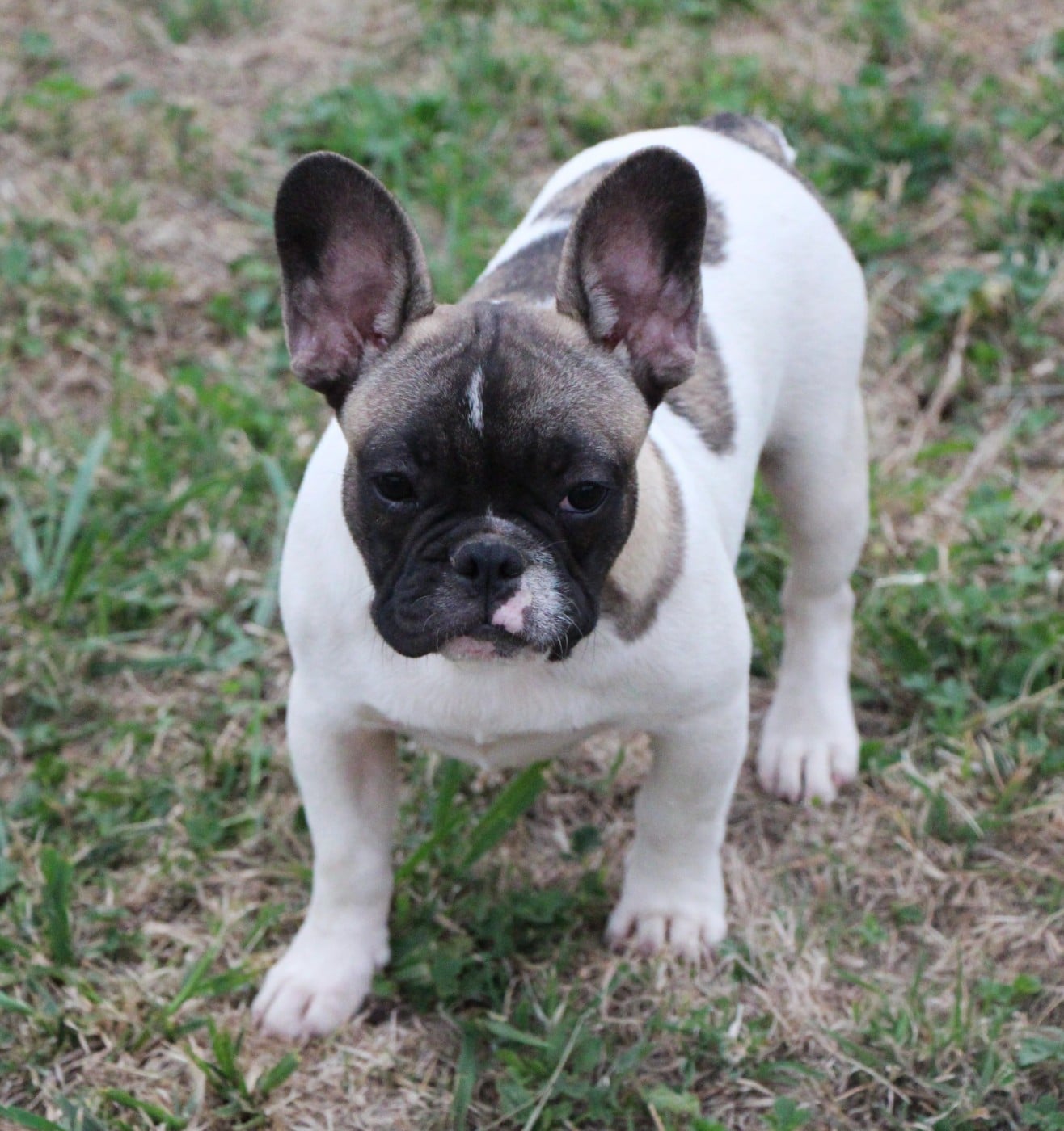 Buster