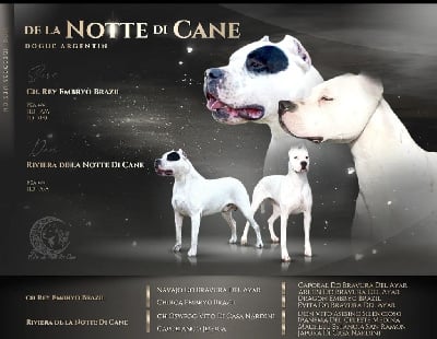 De La Notte Di Cane - Dogo Argentino - Portée née le 12/05/2022