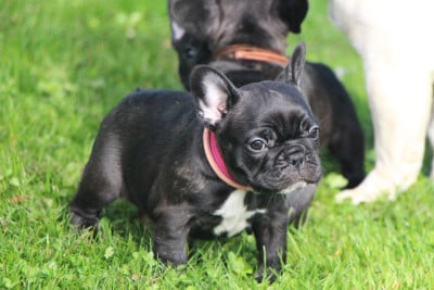 Les chiots de Bouledogue français