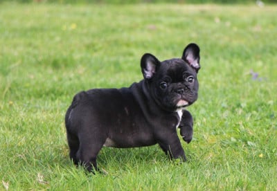 Les chiots de Bouledogue français