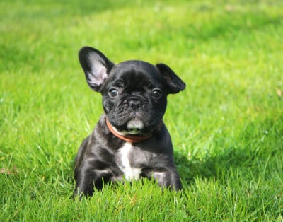 Les chiots de Bouledogue français