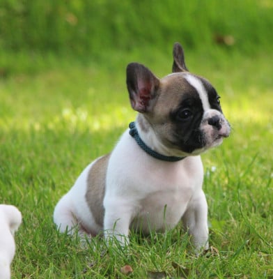Les chiots de Bouledogue français