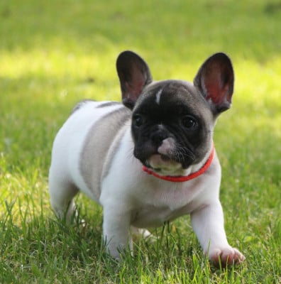 Les chiots de Bouledogue français