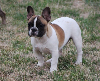Les chiots de Bouledogue français