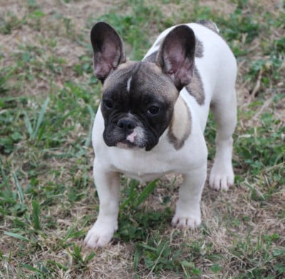 Les chiots de Bouledogue français