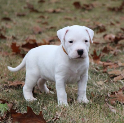 Les chiots de Dogo Argentino