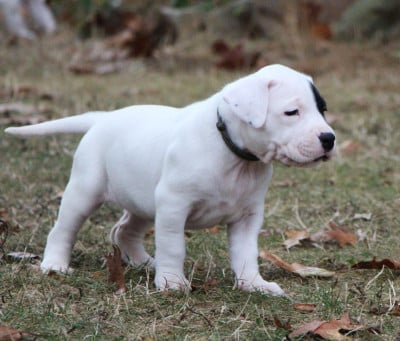 Les chiots de Dogo Argentino