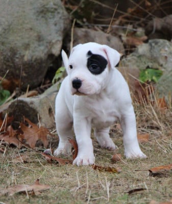 Les chiots de Dogo Argentino