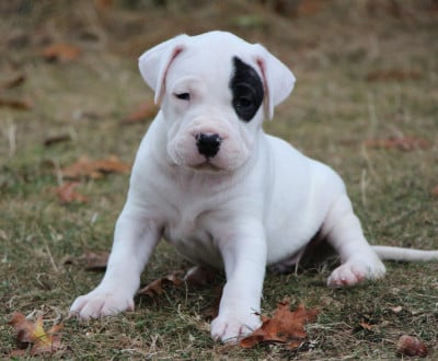 Les chiots de Dogo Argentino