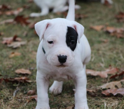 Les chiots de Dogo Argentino