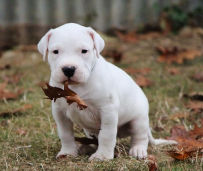 Les chiots de Dogo Argentino