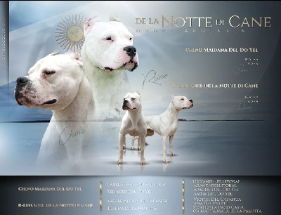 De La Notte Di Cane - Dogo Argentino - Portée née le 09/05/2022