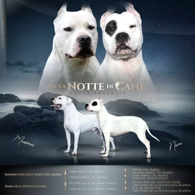 De La Notte Di Cane - Dogo Argentino - Portée née le 14/03/2022
