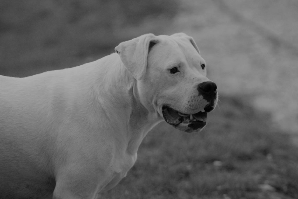 CH. Irina delta De la crique du Flojule - 1er Excellent CACS / CACIB : Classe Ouverte