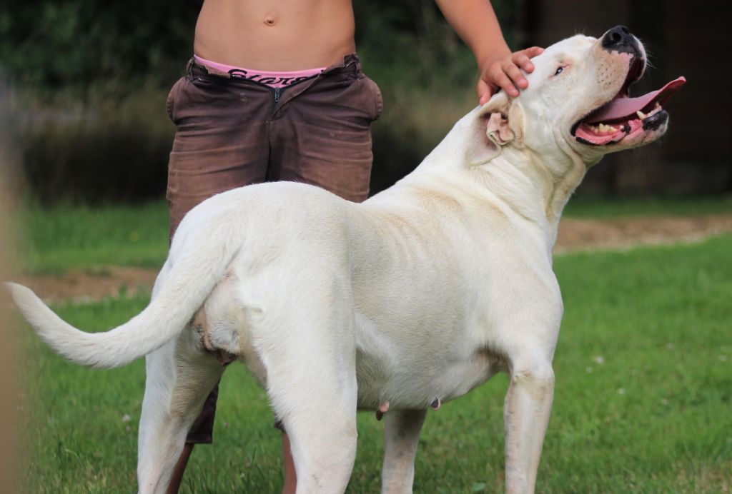 CH. Irina delta De la crique du Flojule - 1ère Excellent RCACIB : Classe Champion