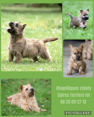 Chiot N°5 - Cairn Terrier