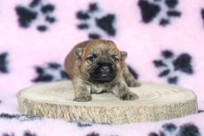 Les chiots de Cairn Terrier