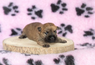 Les chiots de Cairn Terrier