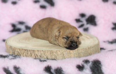 Les chiots de Cairn Terrier