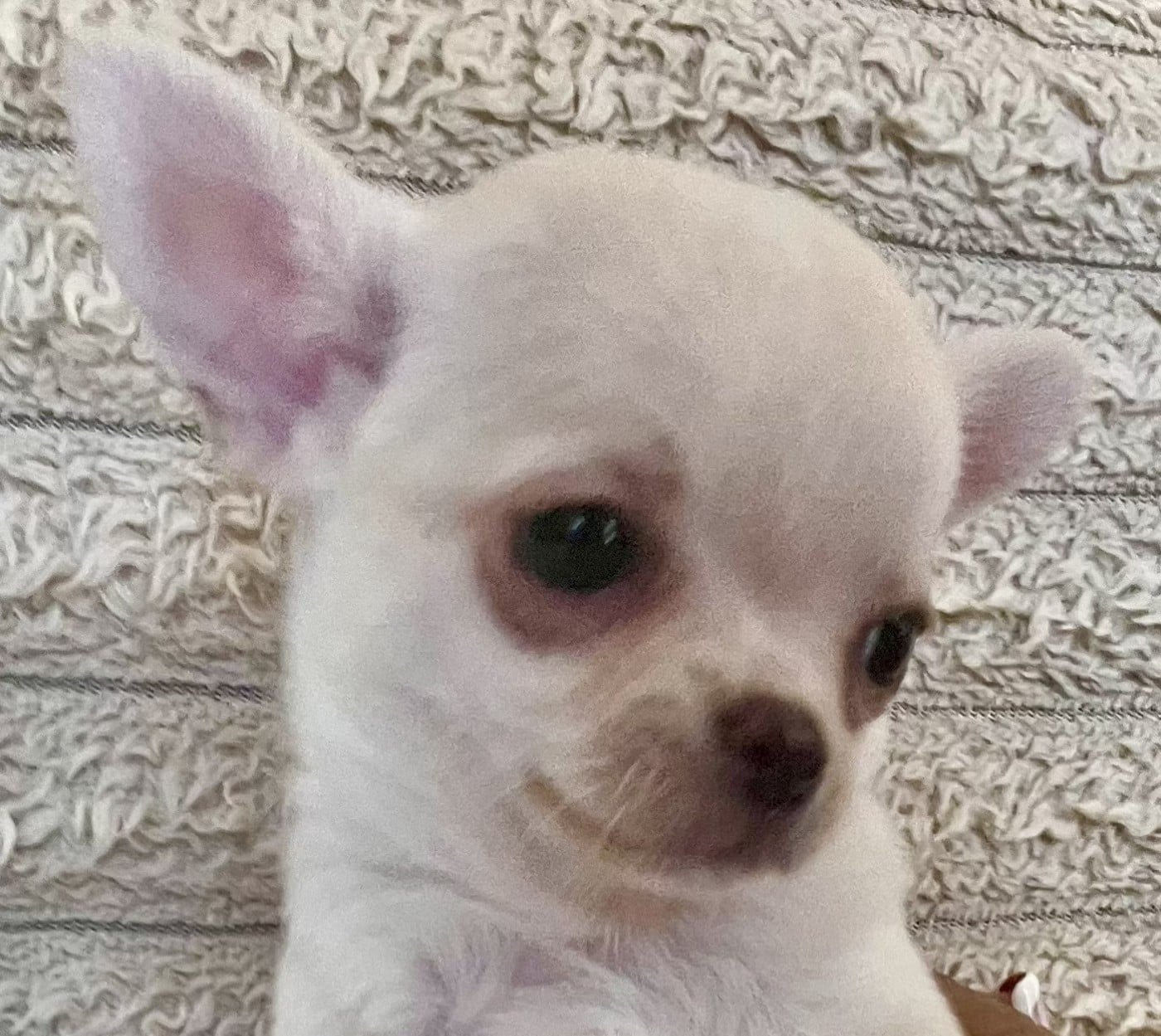 BIANCA
