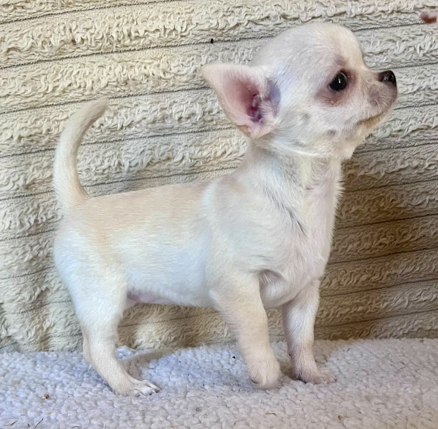 BIANCA