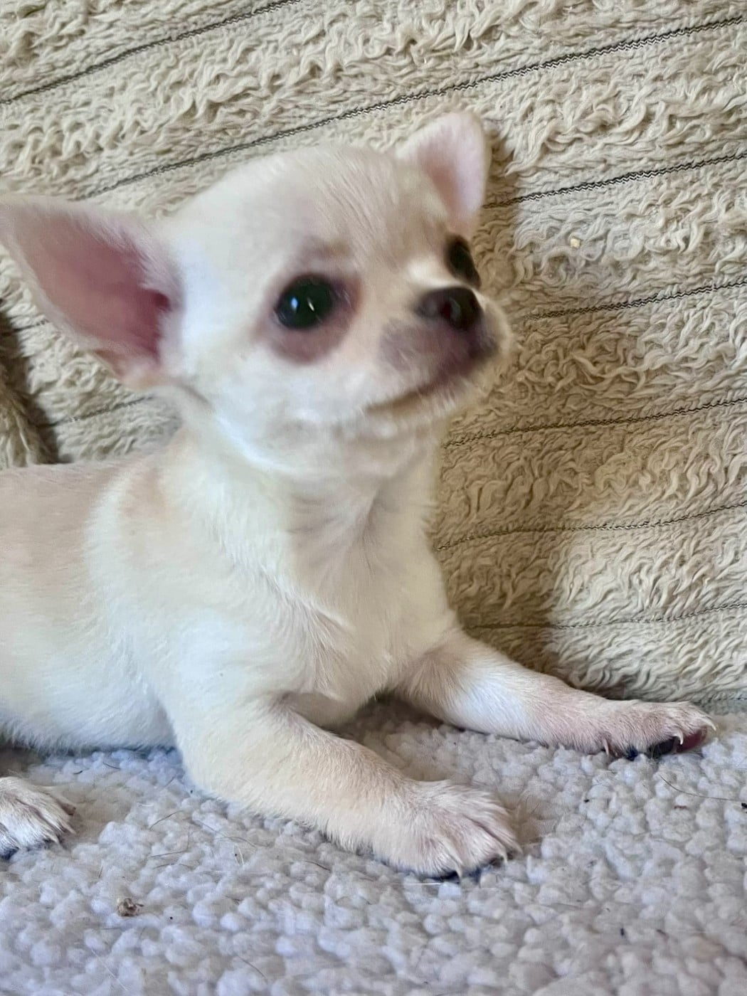 BIANCA
