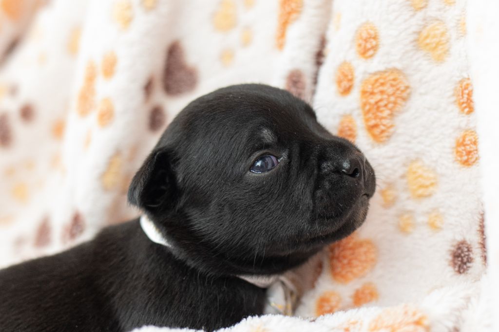 Chiot Staffordshire Bull Terrier, Collier Blanc, femelle