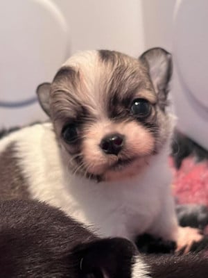 Les chiots de Chihuahua