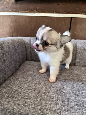 Les chiots de Chihuahua