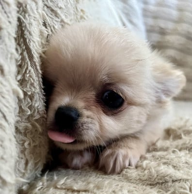 Les chiots de Chihuahua